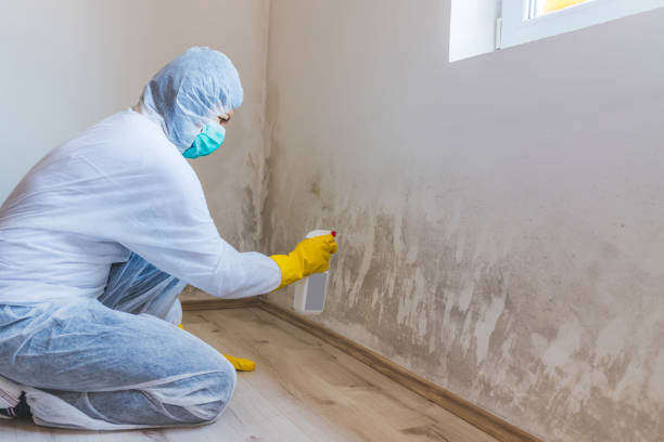 Licensed Mold Testing service in Brandy Station, VA - WQB Mold Removal