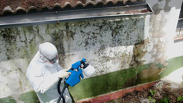 Top rated local Mold Testing specialists in Brandy Station, VA
